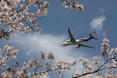 飛行機と桜