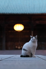 護国寺の猫
