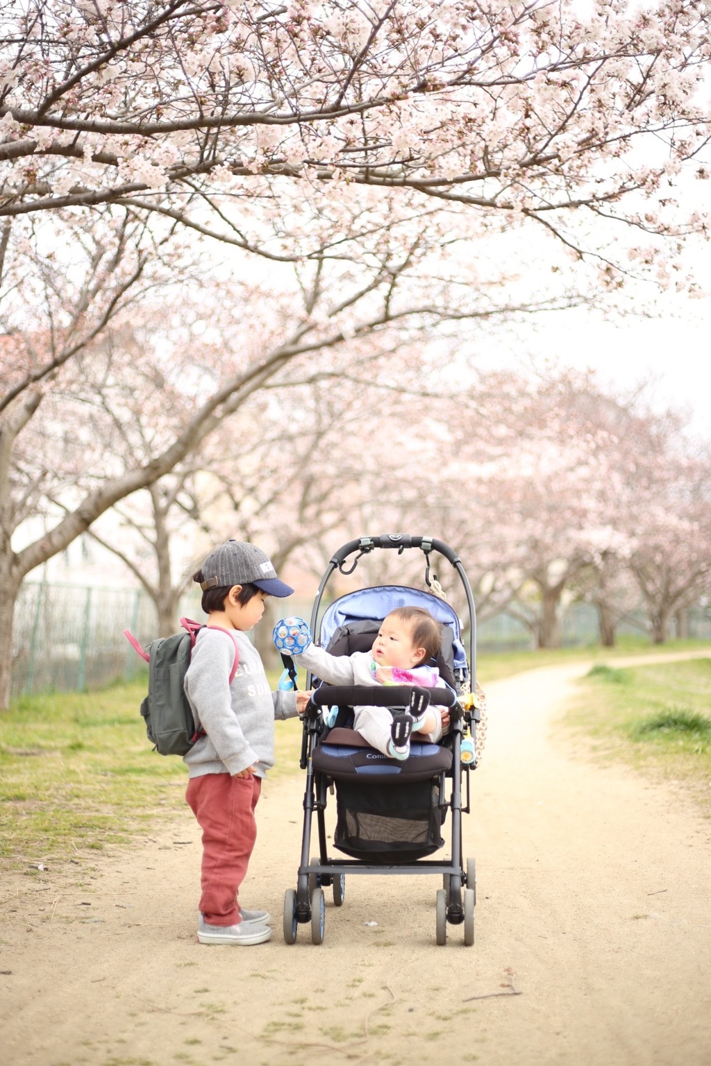桜並木