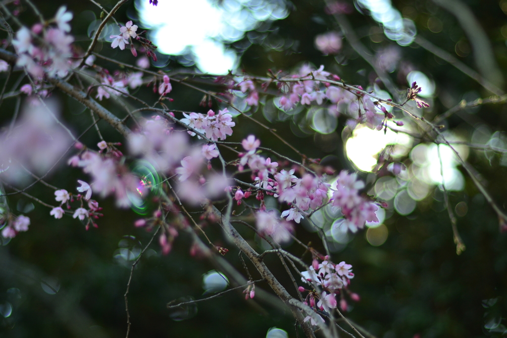 枝垂桜　ご近所
