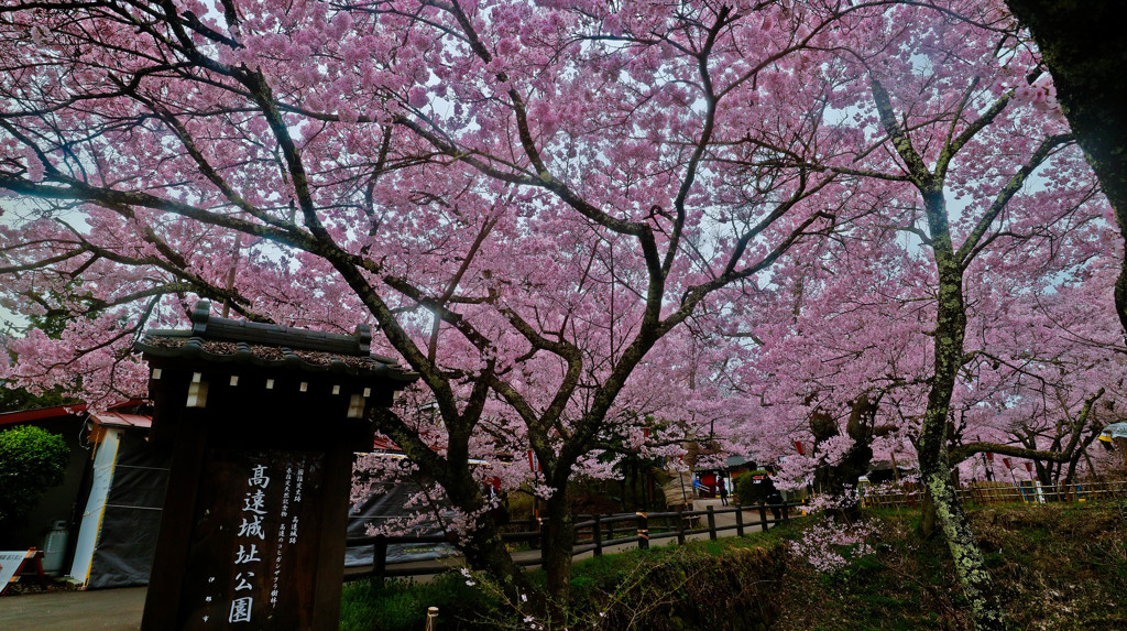 高遠桜