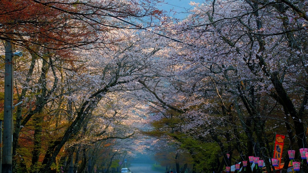 桜のトンネル