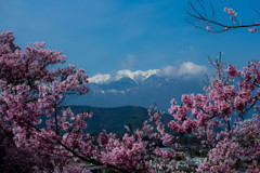 桜の向こうにアルプスが