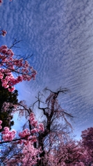 青空に伸びる枝垂れ桜