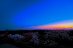 夕日の中の散り行く桜