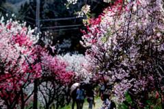 枝垂れ桜と花桃の競演