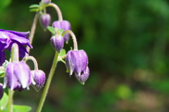 六甲高山植物園２