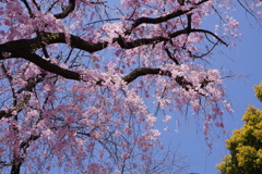 枝垂桜２