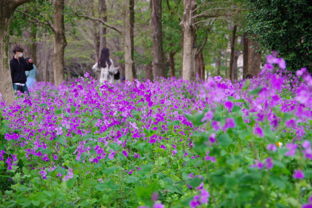 北の丸公園の春