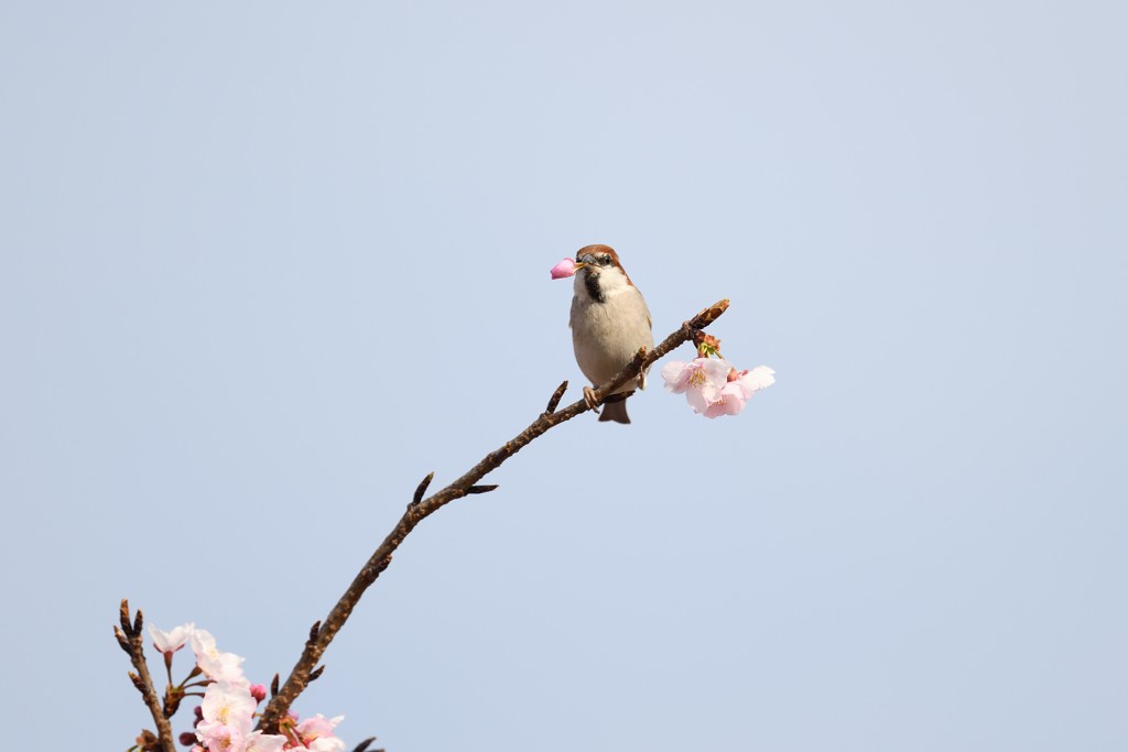 ニューナイスズメ　ウッ！