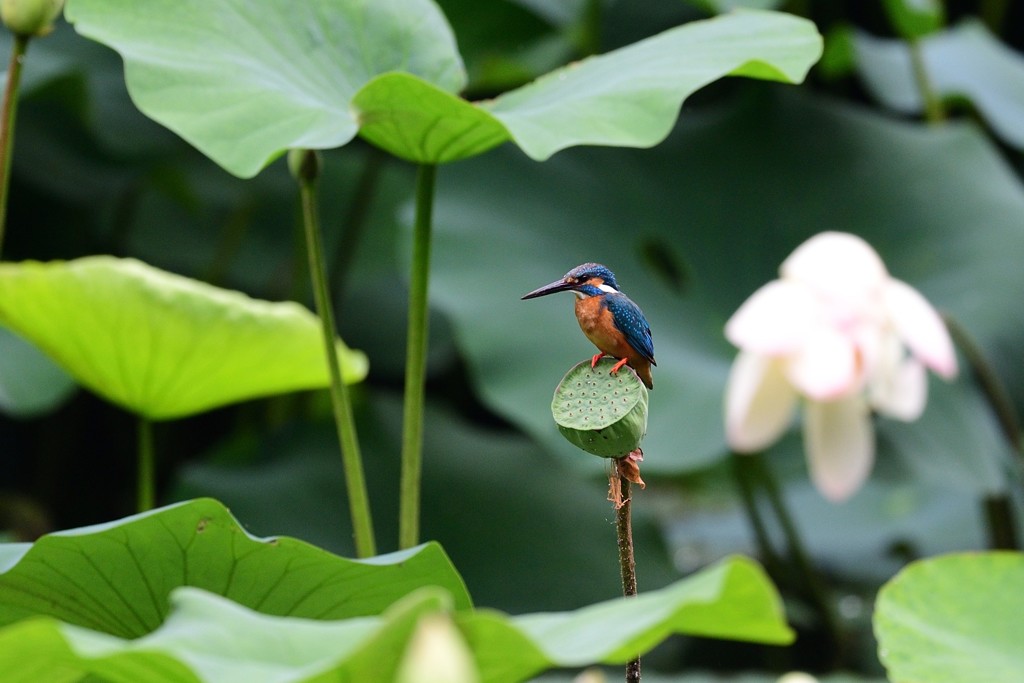 花には