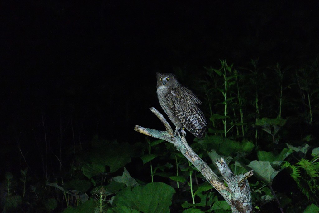 シマフクロウ　ISO12800