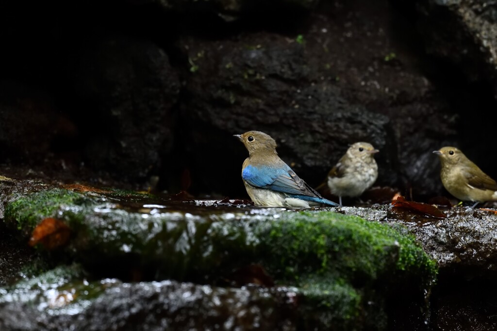 オオルリ　幼鳥