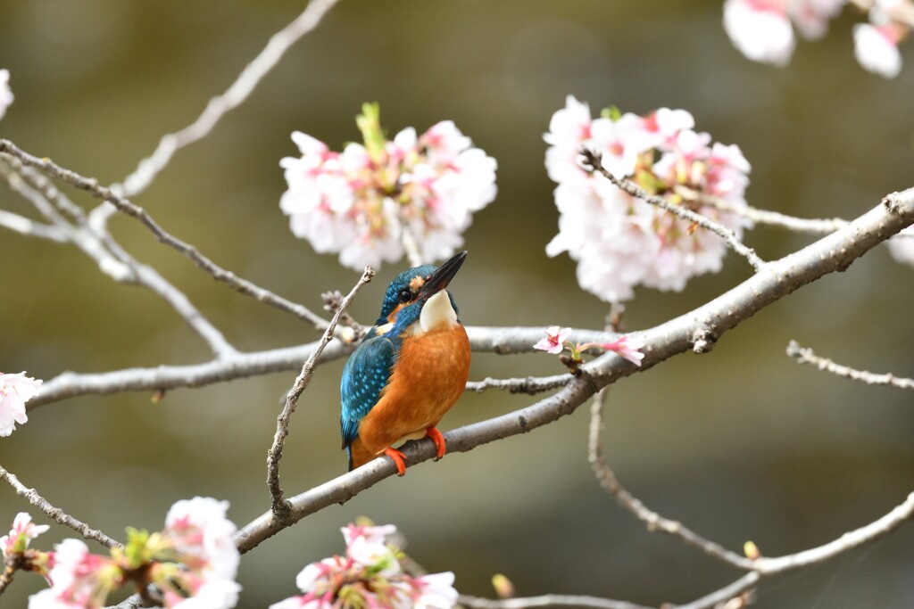 桜とカワセミ