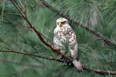 カンムリワシ 幼鳥