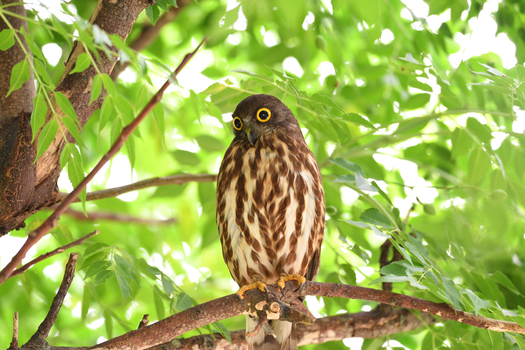 リュウキュウアオバズク 休憩中