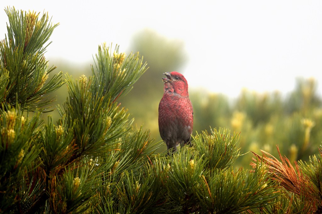 ギンザンマシコ　ムシャムシャ