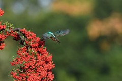 ピラカンサから