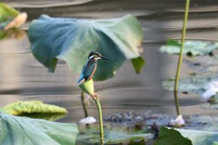 花はないが