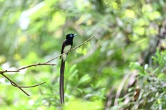 サンコウチョウ