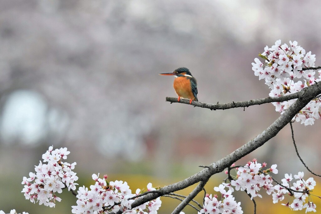 カワセミ