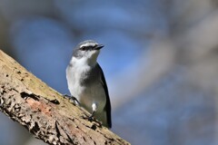 リュウキュウサンショウクイ