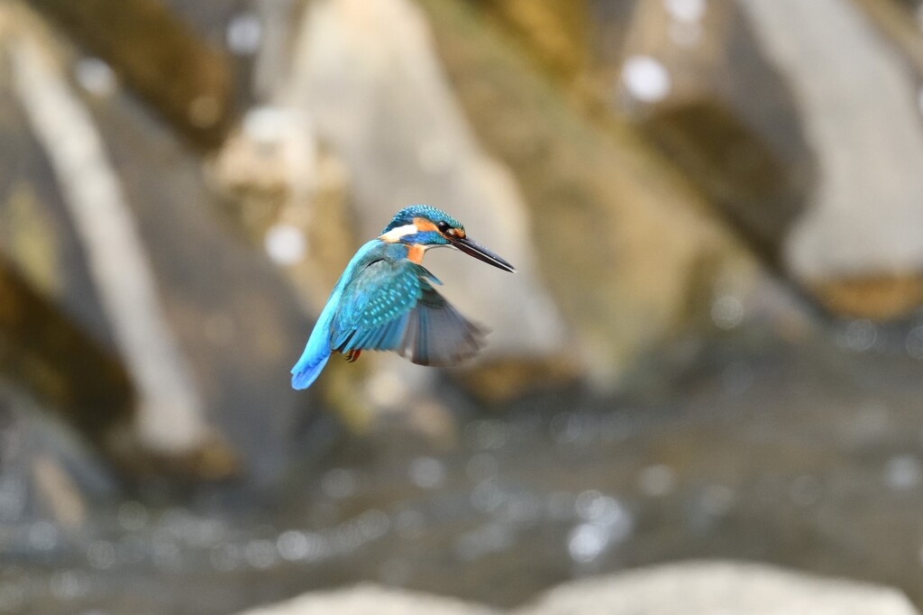 カワセミ　ホバ