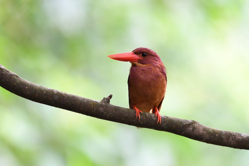 リュウキュウアカショウビン　一年ぶりに