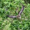 カンムリワシ 幼鳥