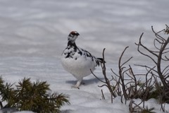 ライチョウ　雪の上を