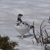 ライチョウ　雪の上を