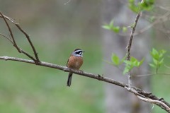 ホオジロ　新緑と