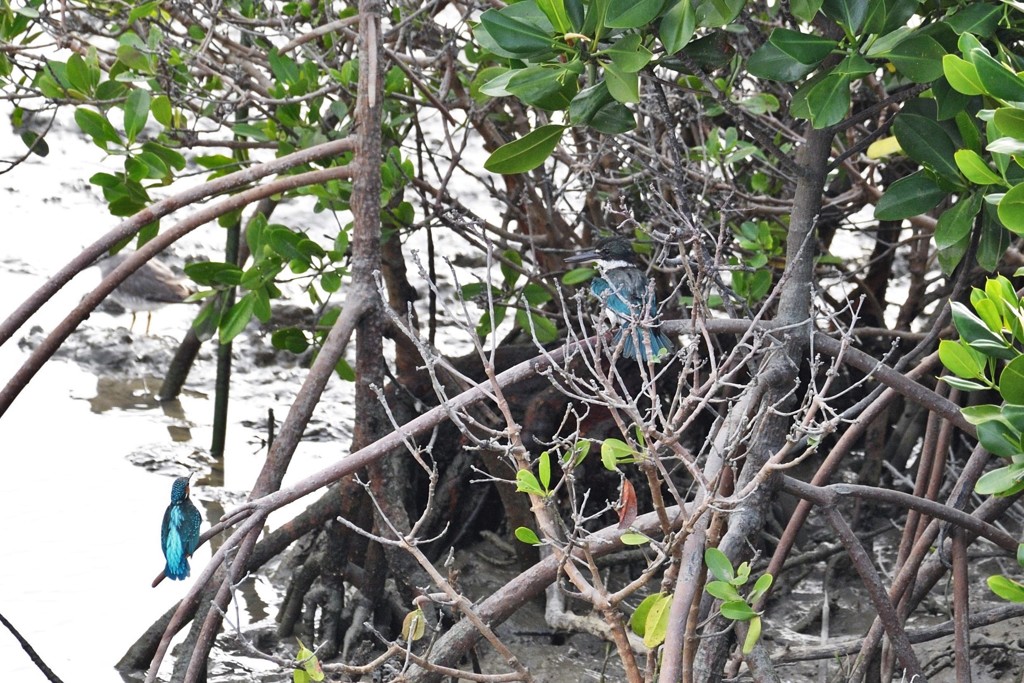 ナンヨウショウビンとカワセミ