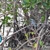 ナンヨウショウビンとカワセミ