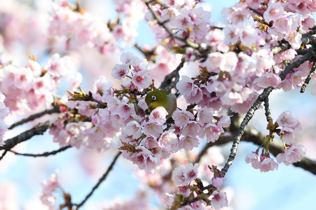 春です