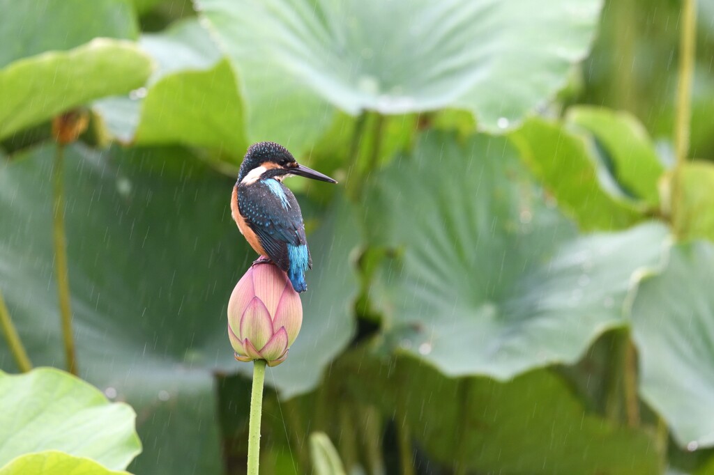 カワセミ