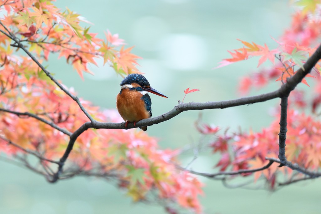 秋