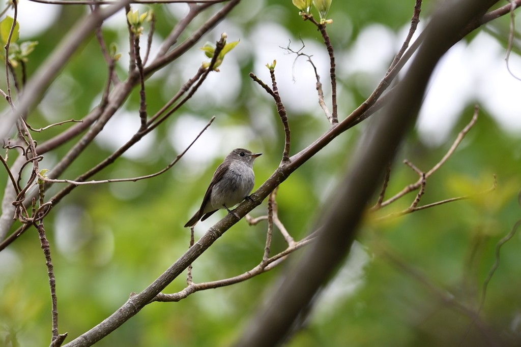 コサメビタキ　大きな瞳