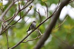 コサメビタキ　大きな瞳