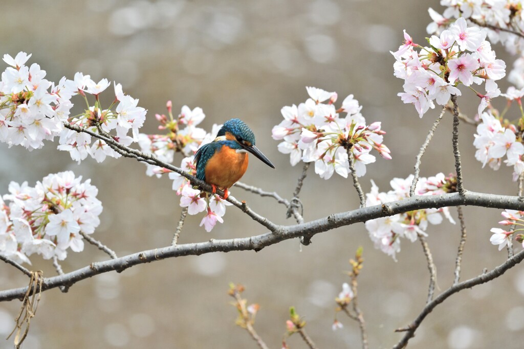 桜とカワセミ
