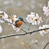 桜とカワセミ