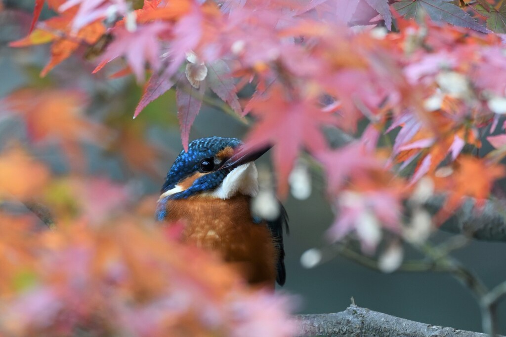 カワセミ