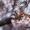 甘いですか？