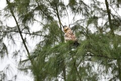 カンムリワシ 幼鳥