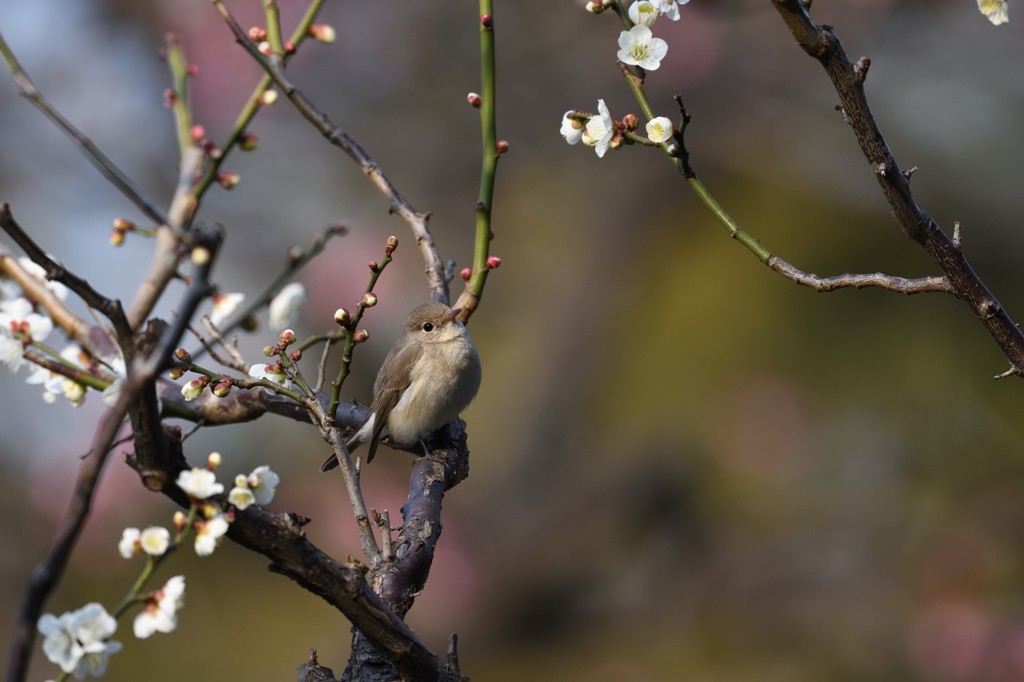 ウメに