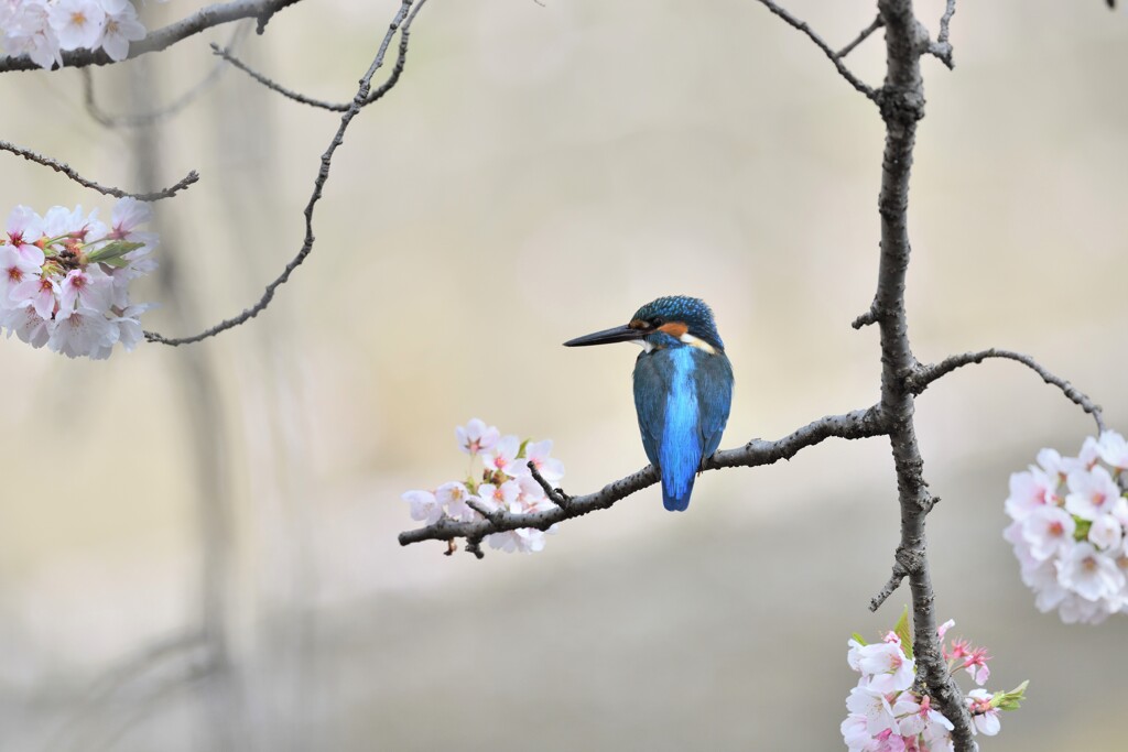 桜とカワセミ