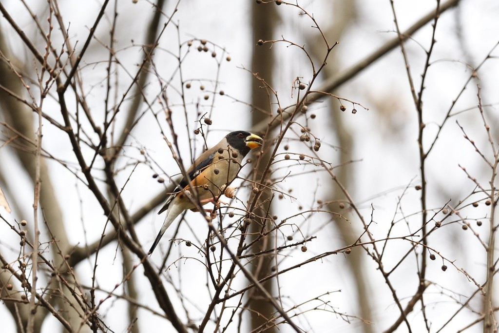 コイカル　オスです