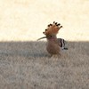 久しぶりです