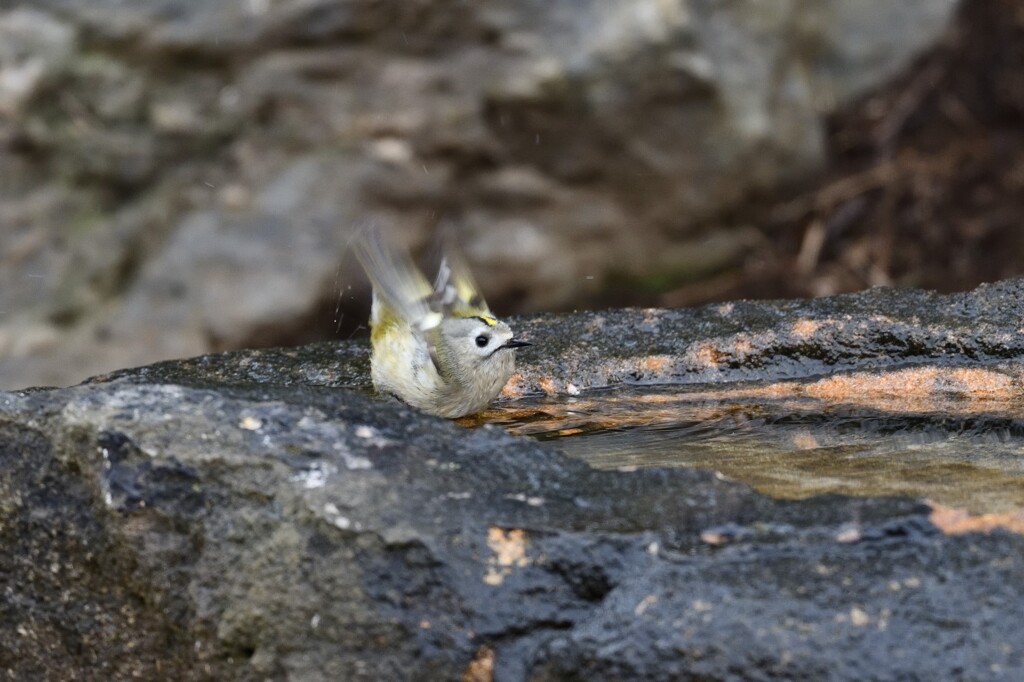 キクイタダキ