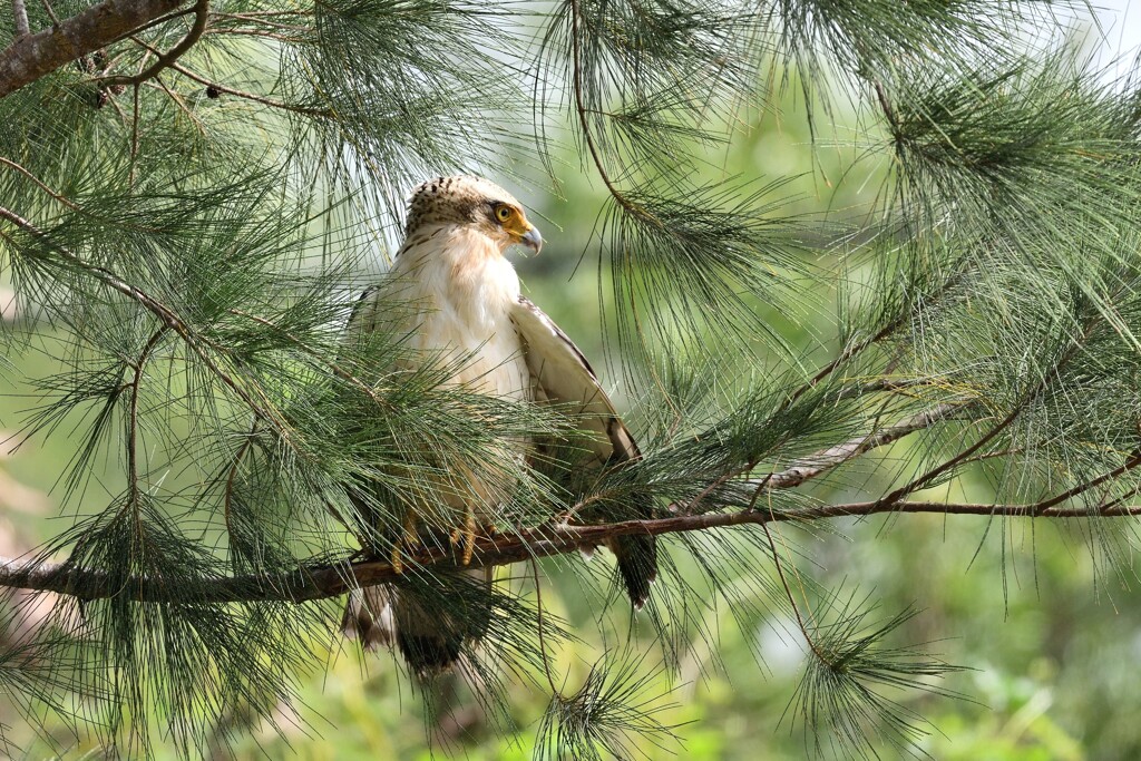 カンムリワシ 幼鳥